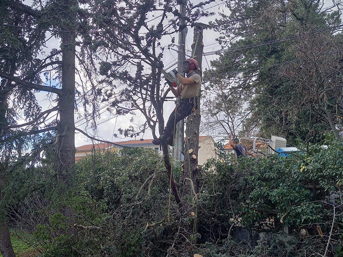 Paysagiste réalisant l'élagage d'un arbre