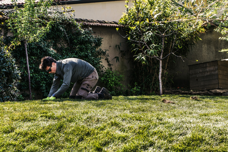 Paysagiste posant du gazon en rouleau dans un jardin.